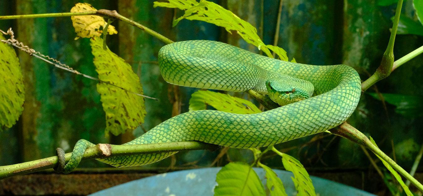 Female Bornean Keeled Green Pit Viper Snake { Tropidolaemus Subannulatus }