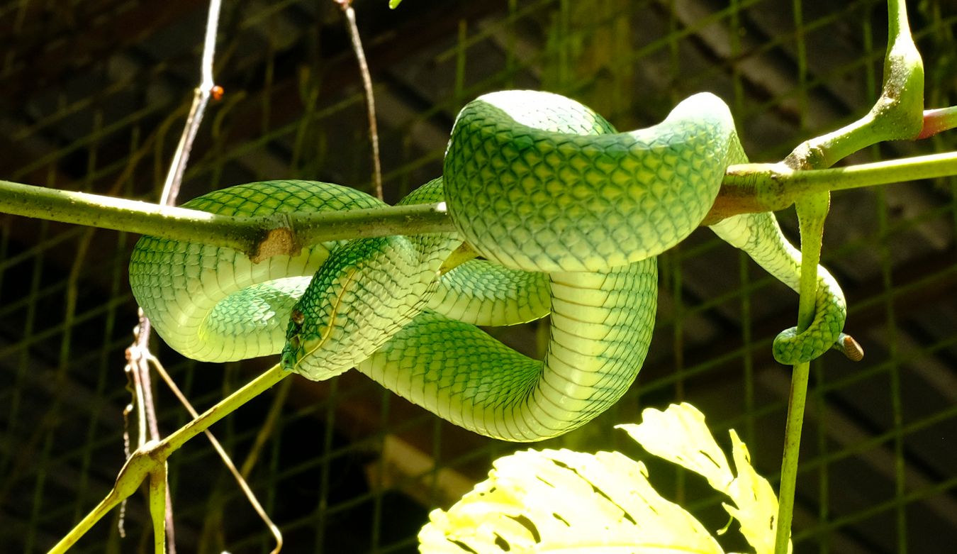 Female Bornean Keeled Green Pit Viper Snake { Tropidolaemus Subannulatus }