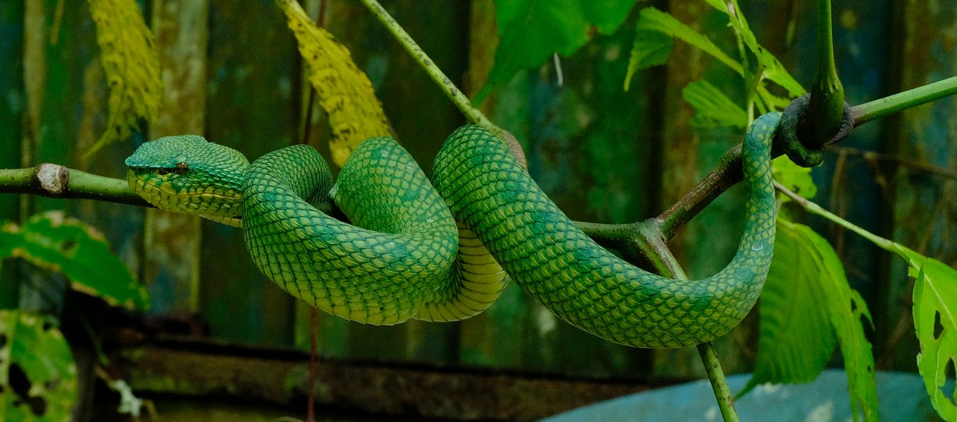 Female Bornean Keeled Green Pit Viper Snake { Tropidolaemus Subannulatus }