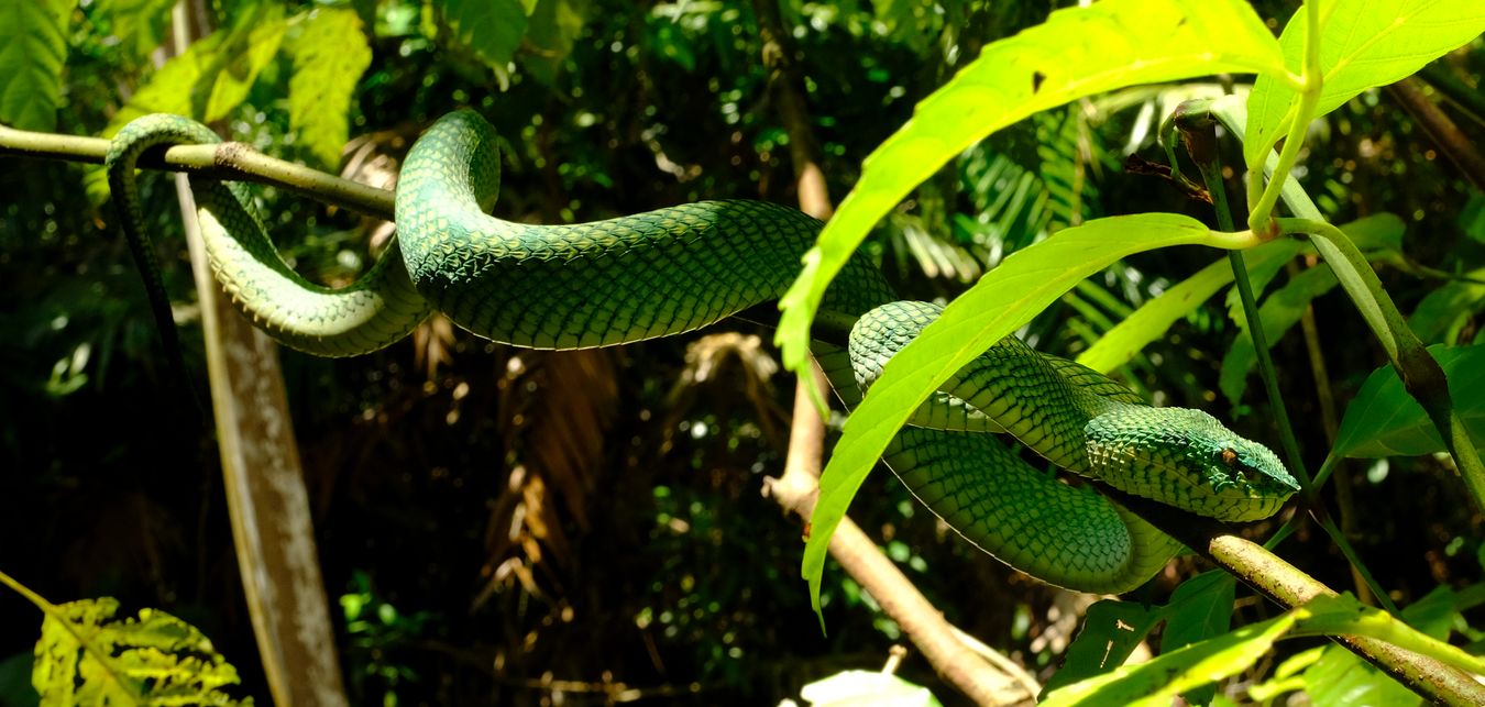 Female Bornean Keeled Green Pit Viper Snake { Tropidolaemus Subannulatus }