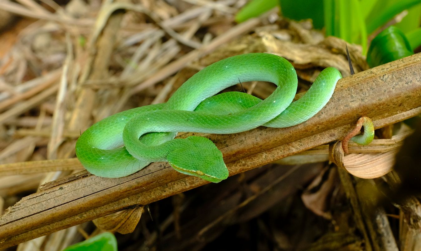 Juvenile Male Bornean Keeled Green Pit Viper Snake { Tropidolaemus Subannulatus }