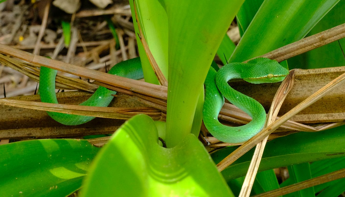 Sub-adult Male Bornean Keeled Green Pit Viper Snake { Tropidolaemus Subannulatus }