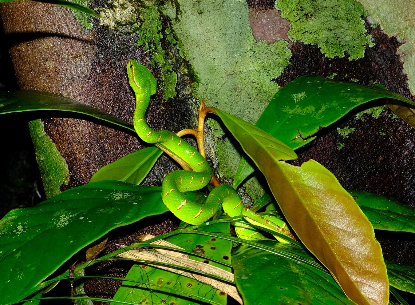 Sub-adult Male Bornean Keeled Green Pit Viper Snake { Tropidolaemus Subannulatus }