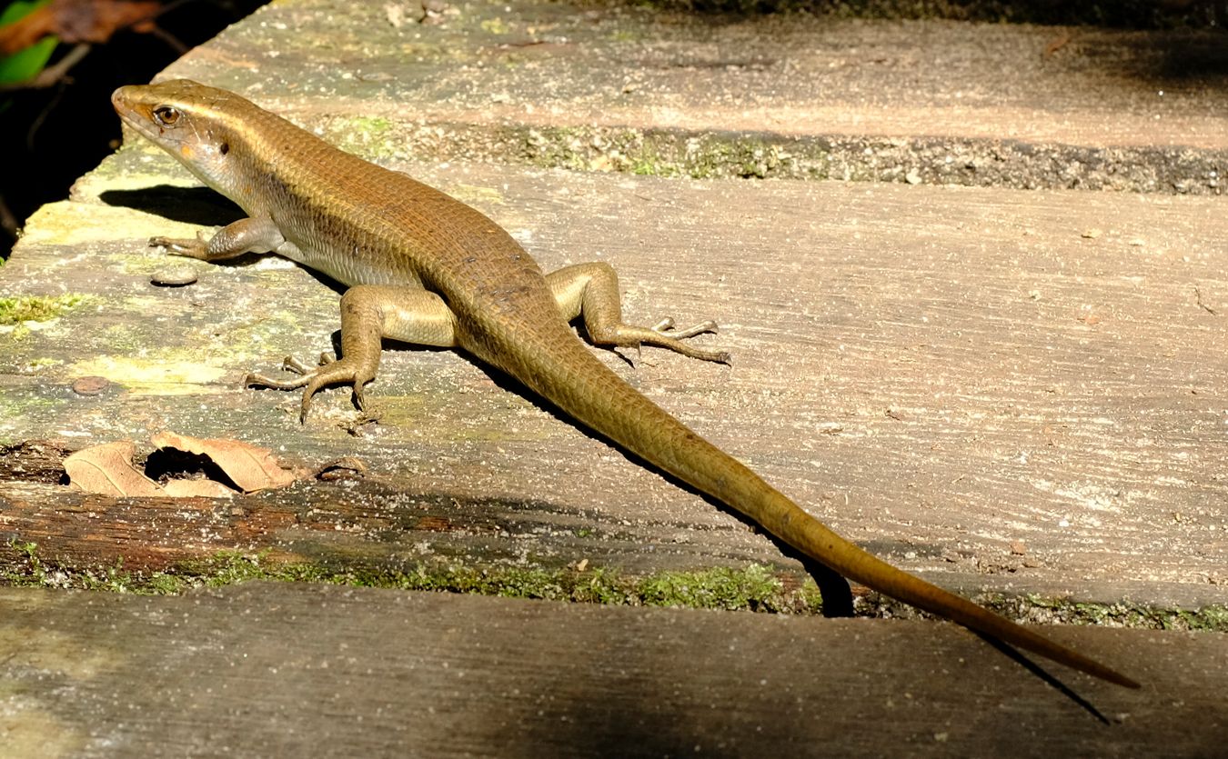 Common Sun Skink { Eutropis Multifasciata }