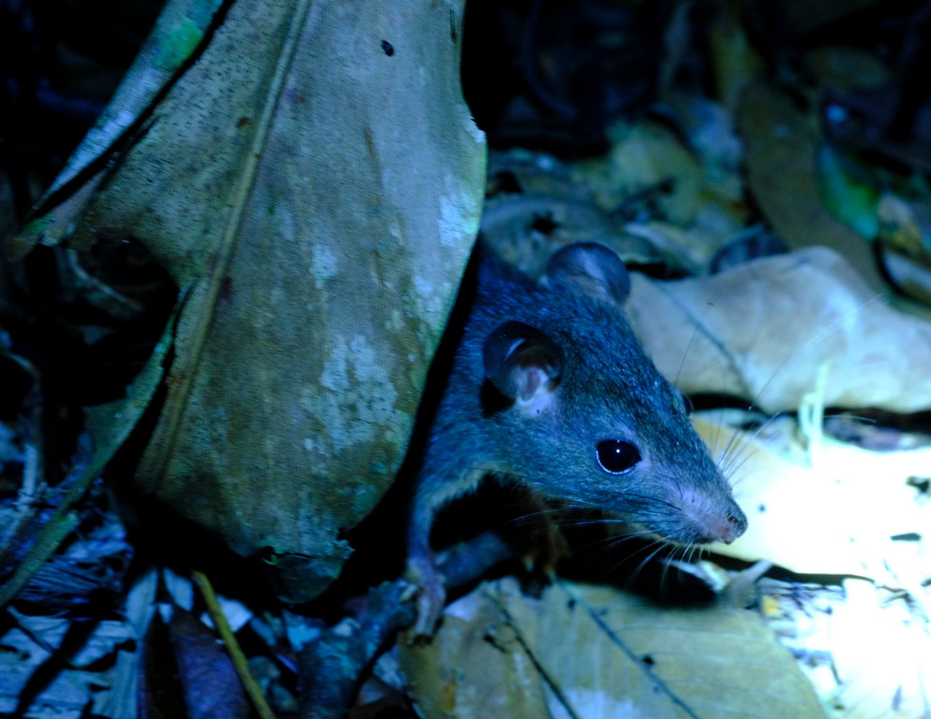 Dark-Tailed Tree Rat { Niviventer Cremoriventer }