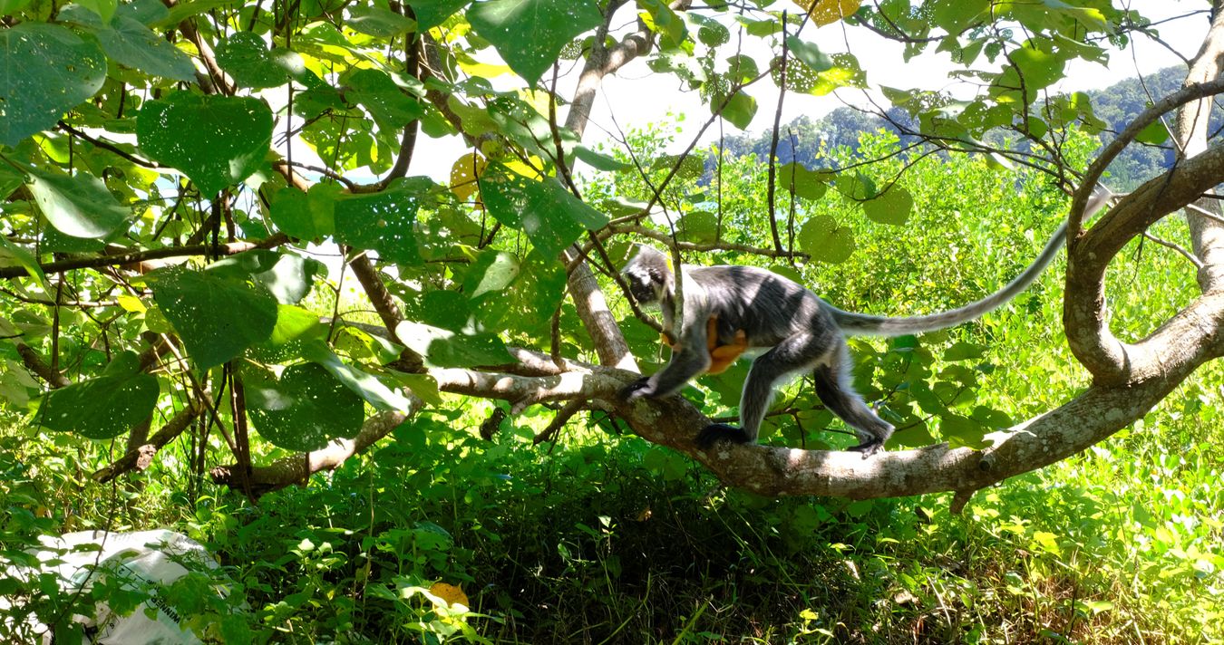 Silver Leaf Langur { Preybotis Cristata }