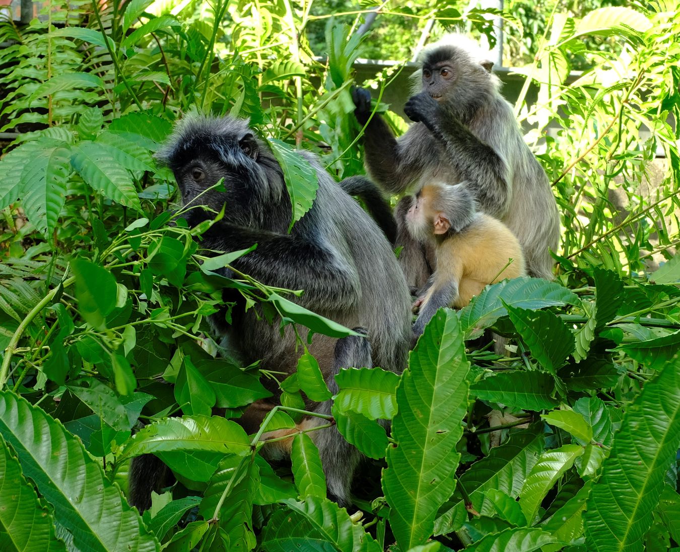 Silver Leaf Langur { Preybotis Cristata }