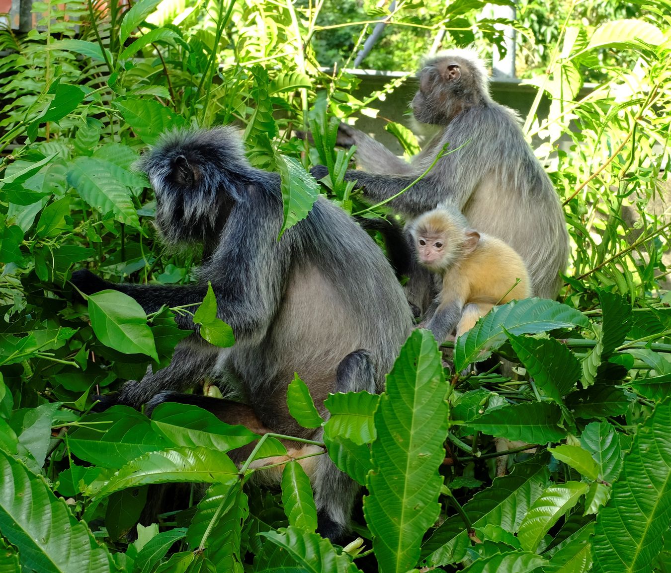 Silver Leaf Langur { Preybotis Cristata }