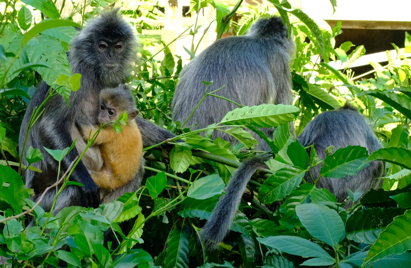 Silver Leaf Langur { Preybotis Cristata }