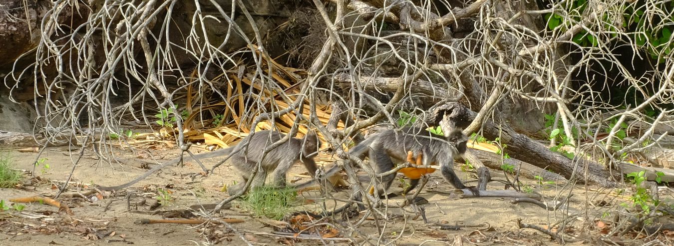 Silver Leaf Langur { Preybotis Cristata }