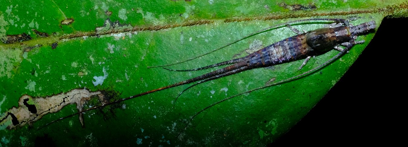 Jumping Bristletail, probably Machilidae