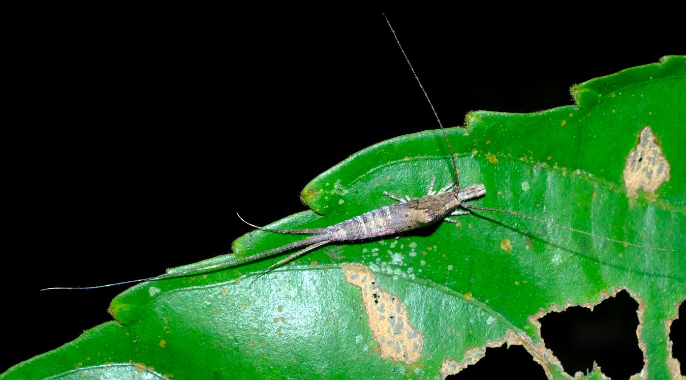 Jumping Bristletail, probably Machilidae