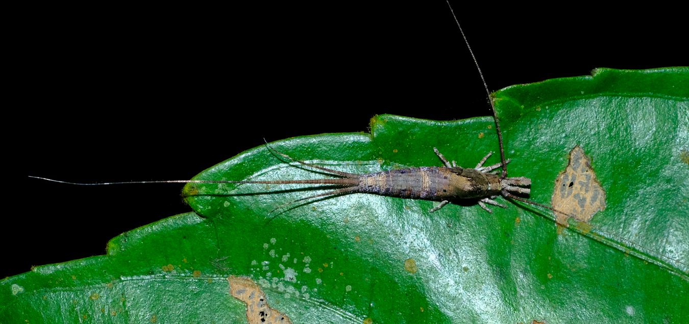 Jumping Bristletail, probably Machilidae