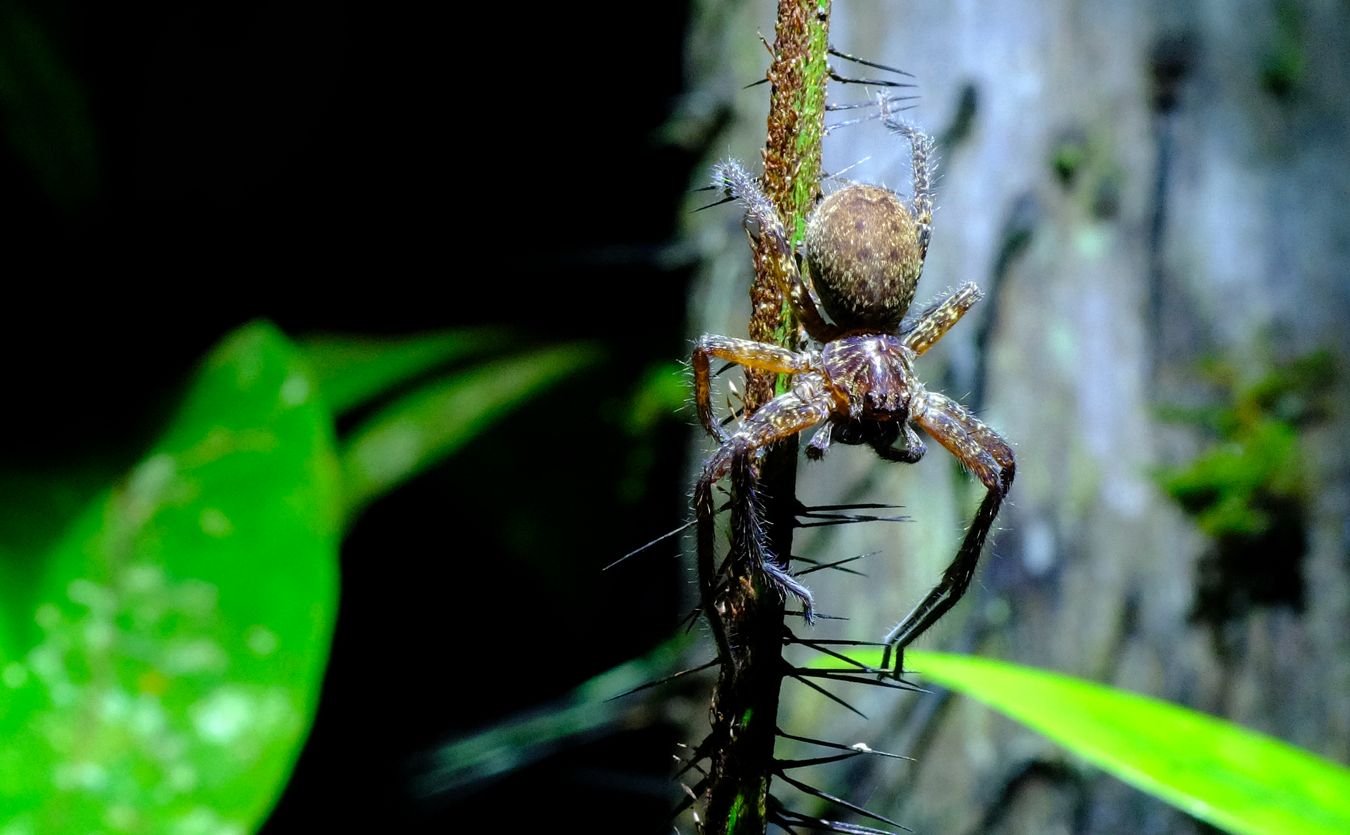 Unidentified Heteropoda Huntsman Spider