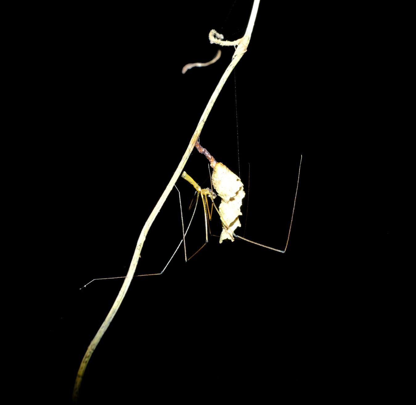 Stretch Spider { Arachnida-Teragnatha }