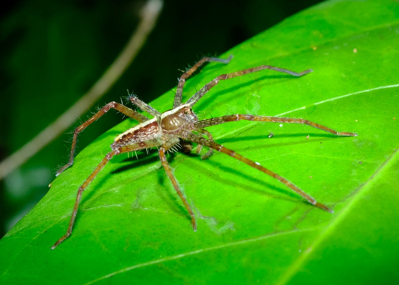 Nursey Web Spider Pisauridae