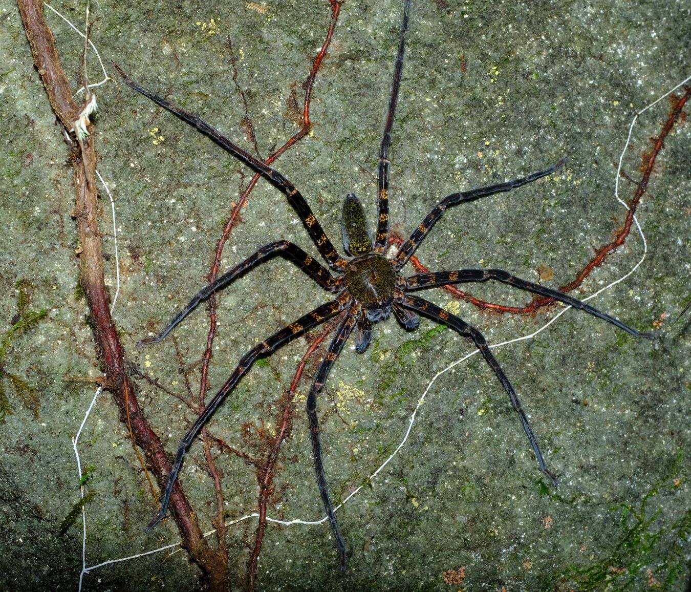 Huntsman Spider { Heteropoda-Venatoria }