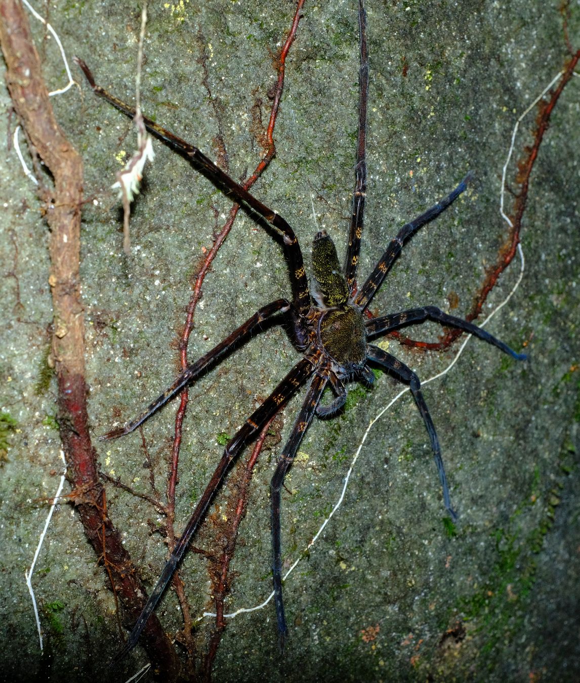 Huntsman Spider { Heteropoda-Venatoria }