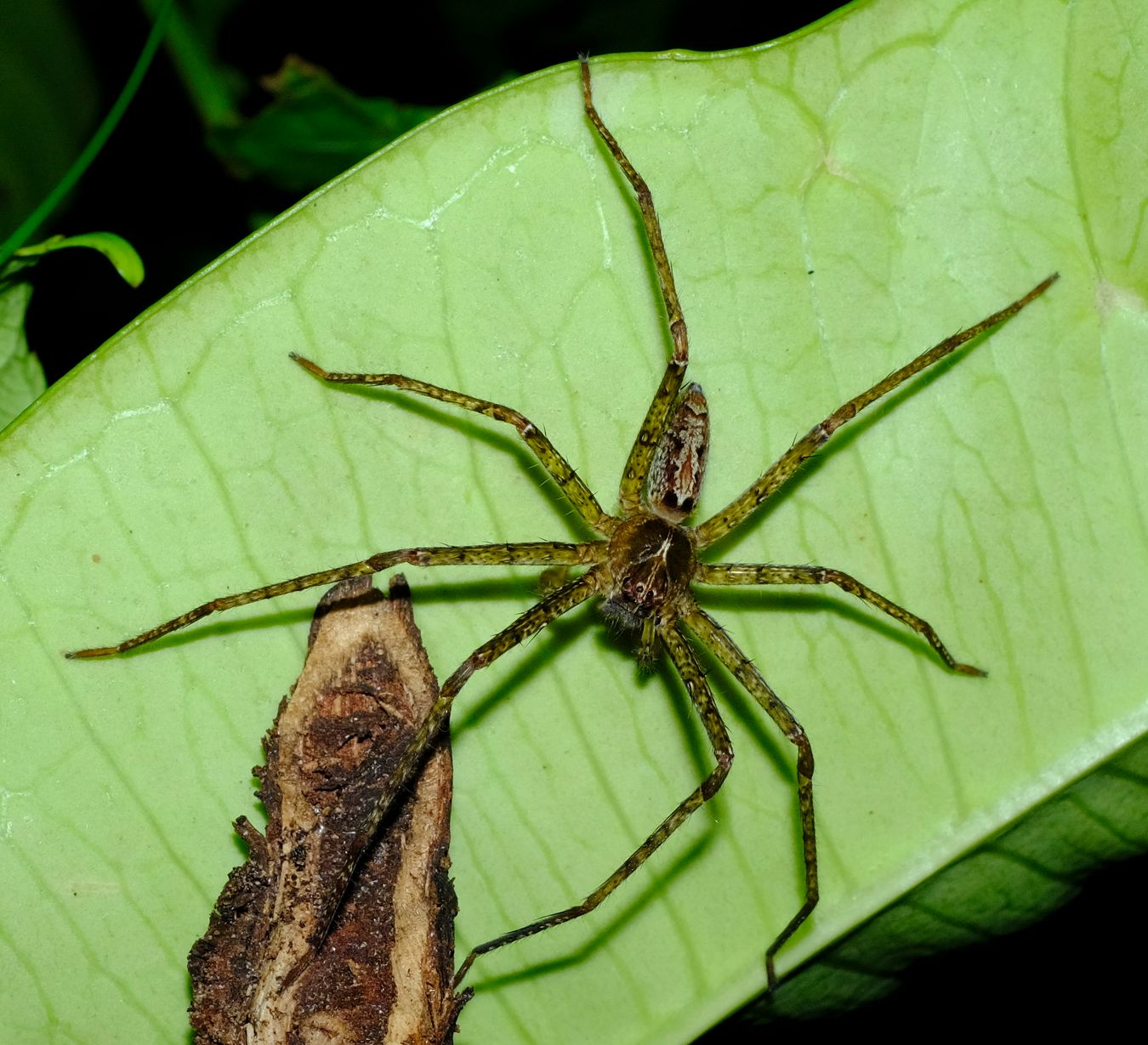 Unidentified Spider, maybe Pandercetes { Lichen Huntsman Spider } 