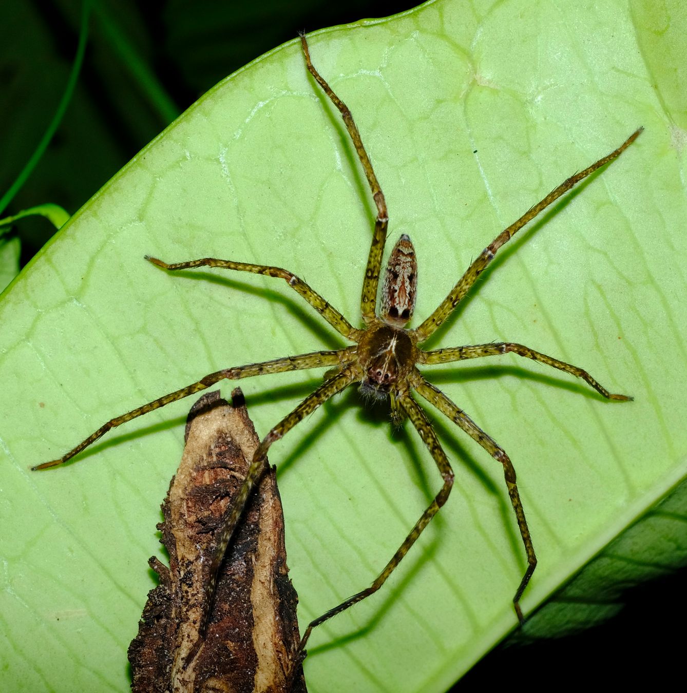 Unidentified Spider, maybe Pandercetes { Lichen Huntsman Spider }