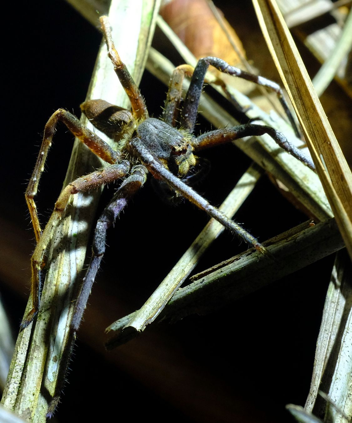 Unidentified Purple-Brown Spider