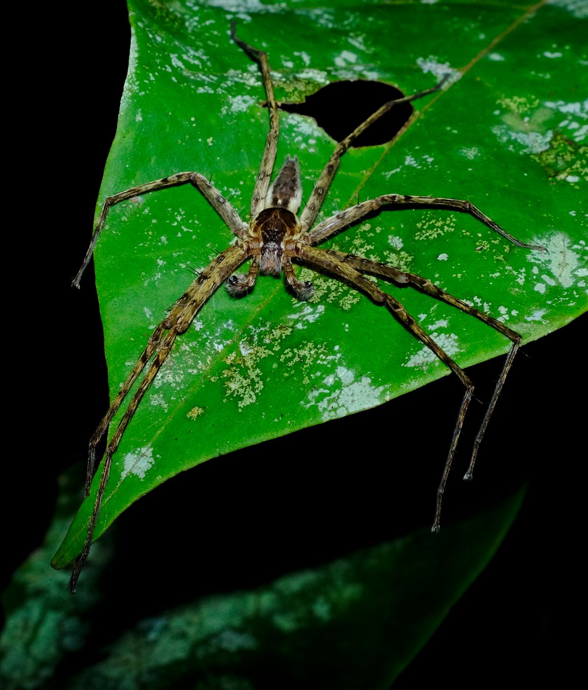 Huntsman Spider, probably Pandercetes { Lichen Huntsman Spider }