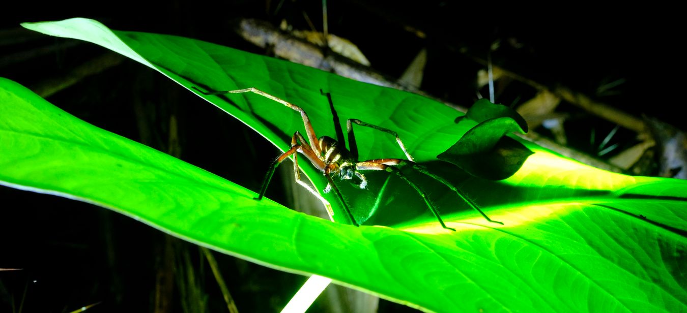 Unidentified Spider, maybe Ctenidae { Wandering Spider }