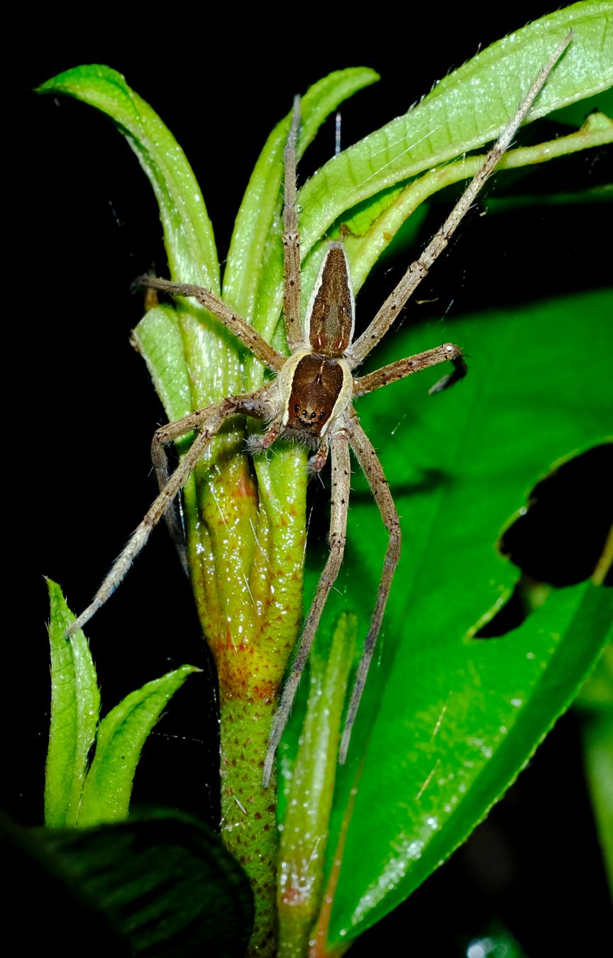 Fishing Spider { Nilus Albocinctus }