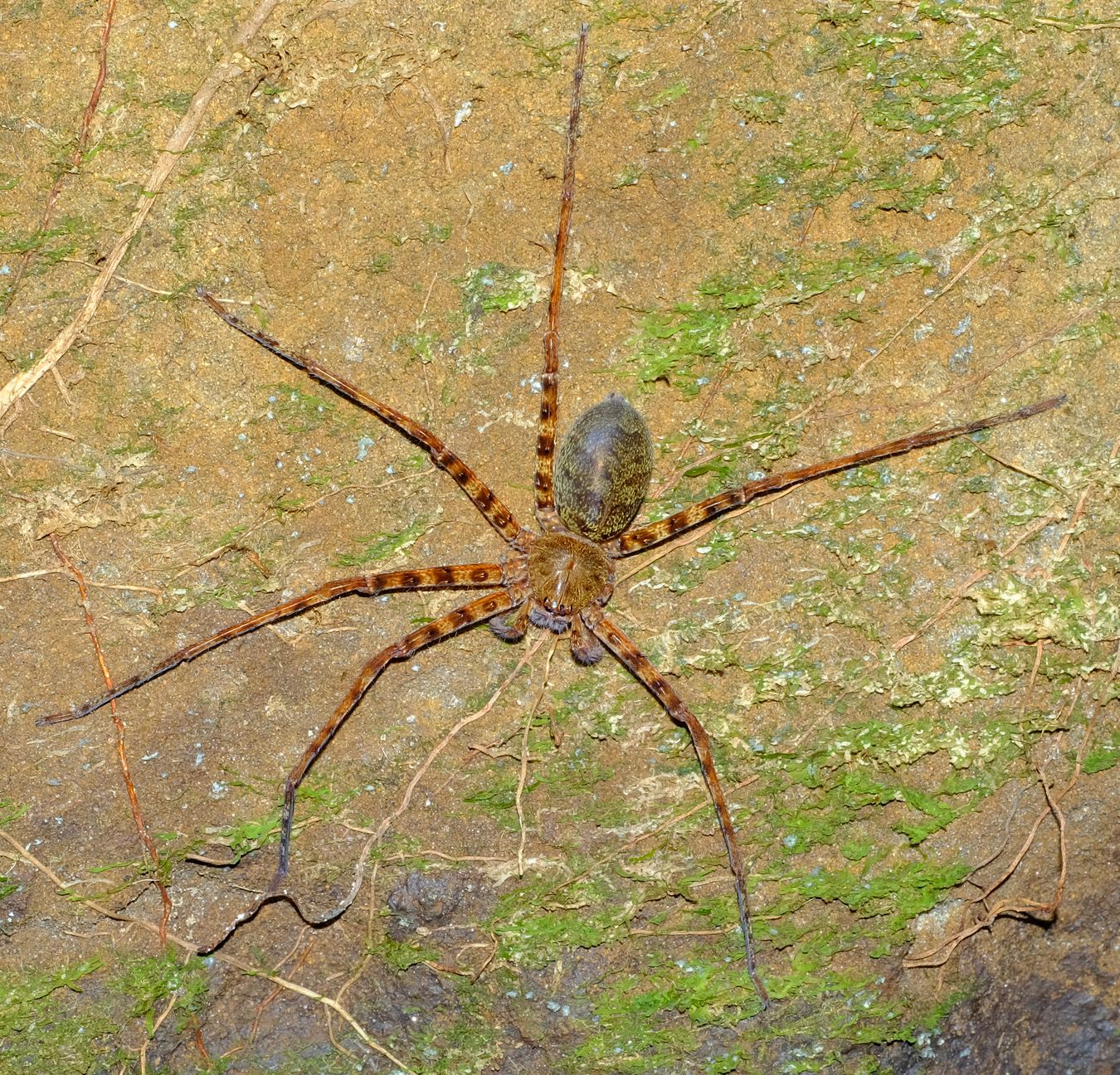 Giant Orange Huntsman Spider { Heteropoda sp } That has lost two legs on the left side