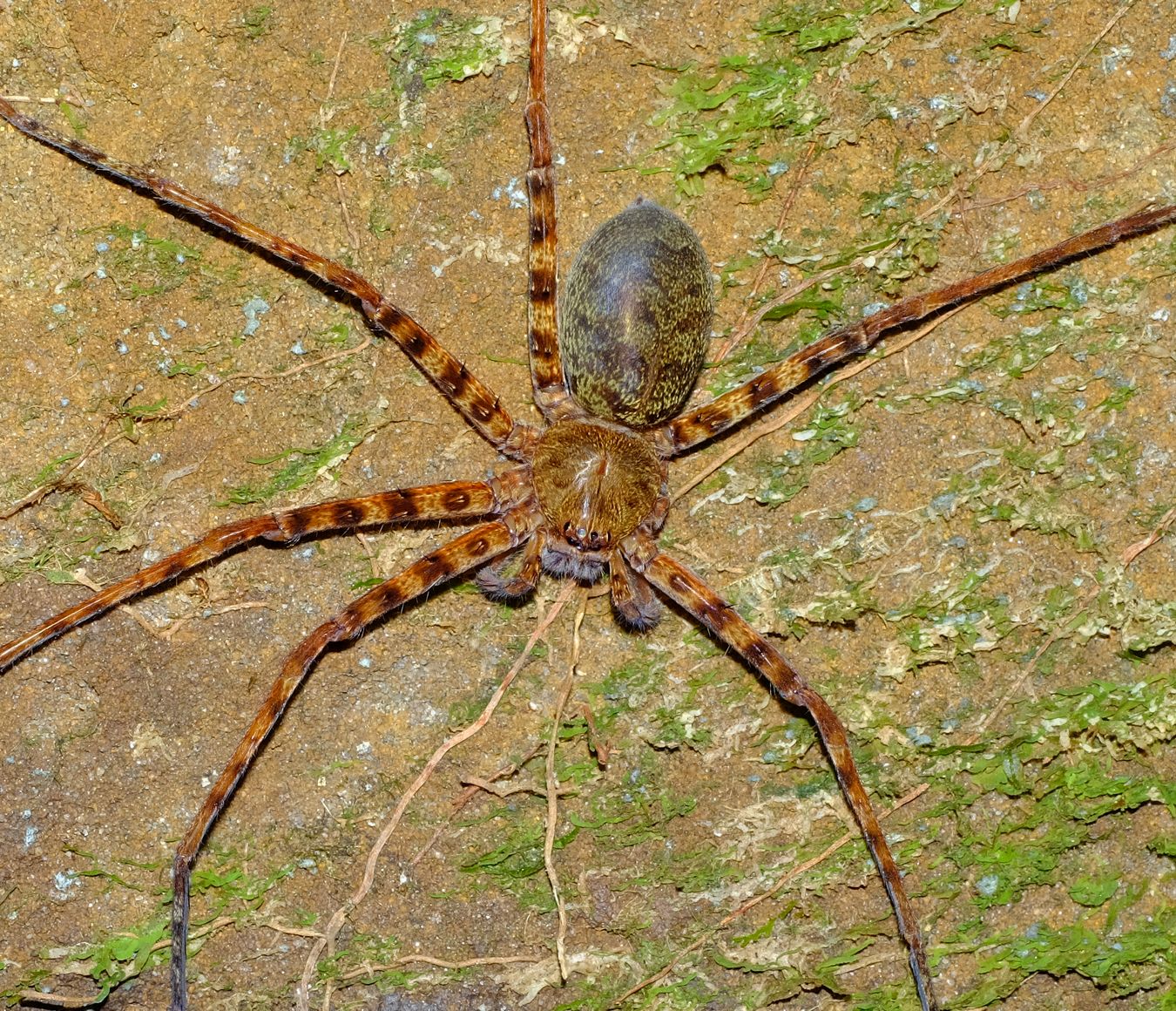 Giant Orange Huntsman Spider { Heteropoda sp } That has lost two legs on the left side