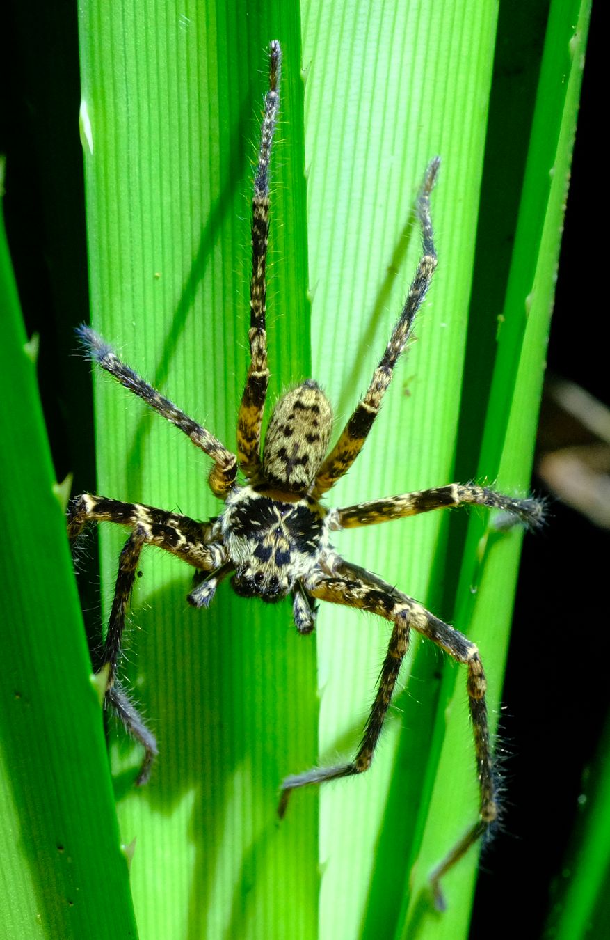 Unidentified Spider, mimic-face in the abdomen, and X in the cephalothorax 