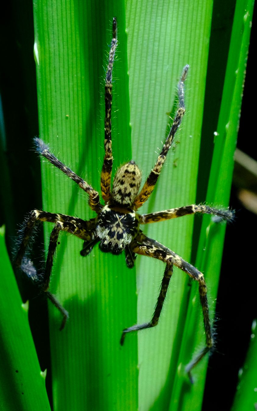 Unidentified Spider, mimic-face in the abdomen, and X in the cephalothorax 