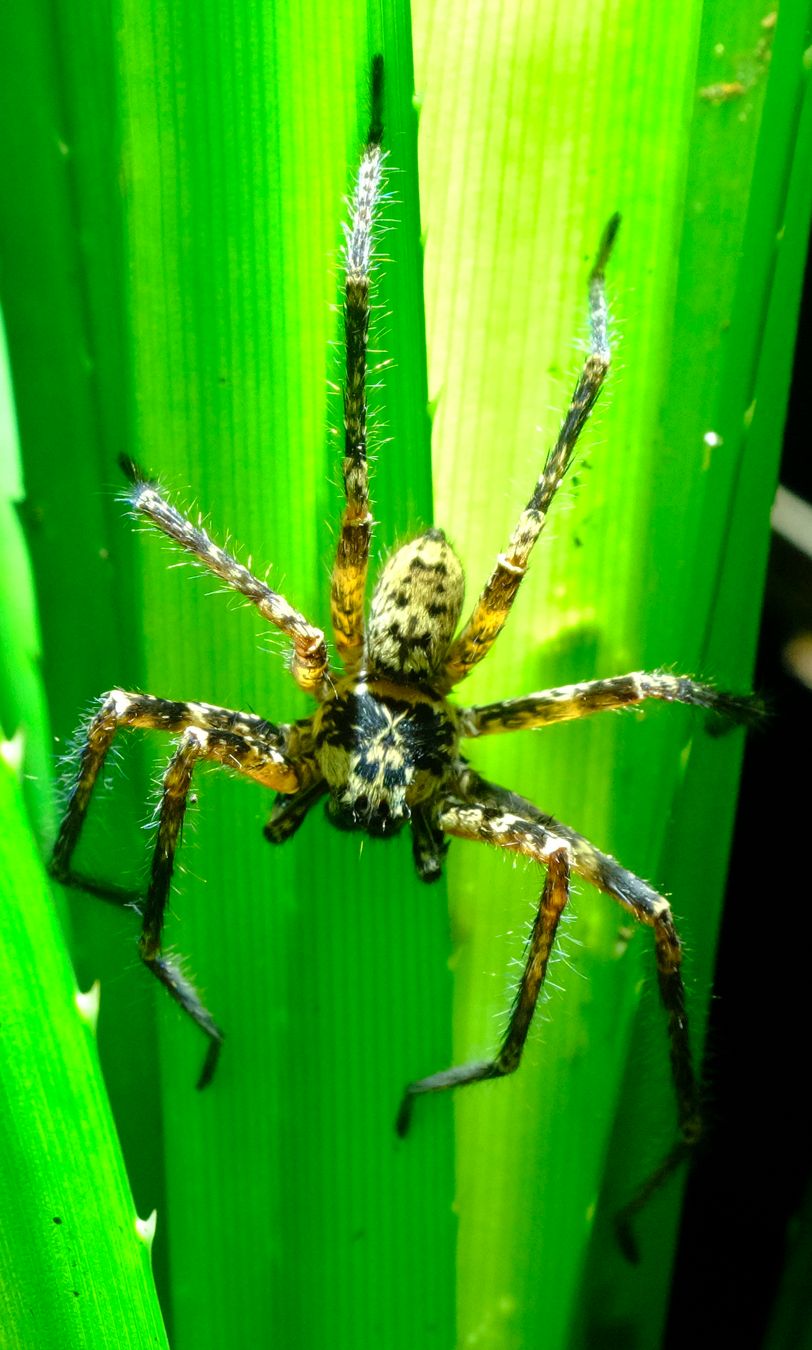 Unidentified Spider, mimic-face in the abdomen, and X in the cephalothorax 