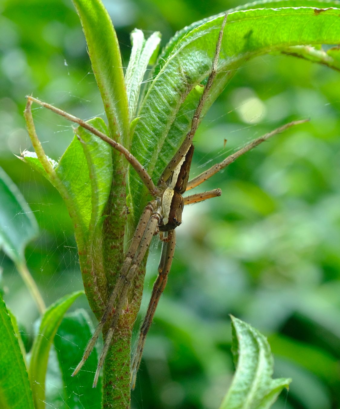 Fishing Spider { Nilus Albocinctus }