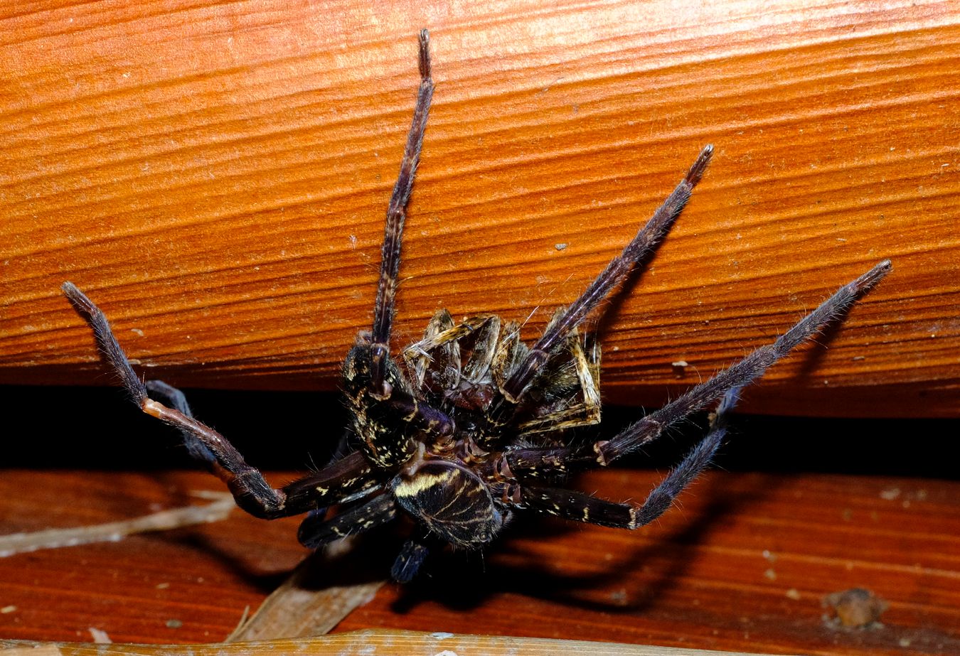 Black-Jaw Huntsman Spider preys on other spider { Heteropoda-Tetrica } 