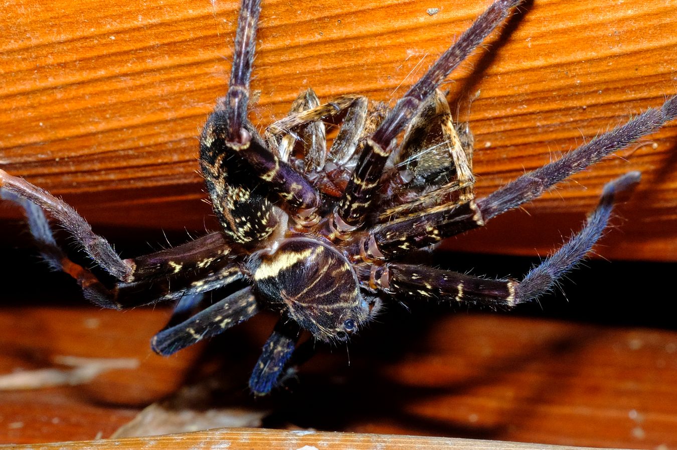 Black-Jaw Huntsman Spider preys on other spider { Heteropoda-Tetrica }