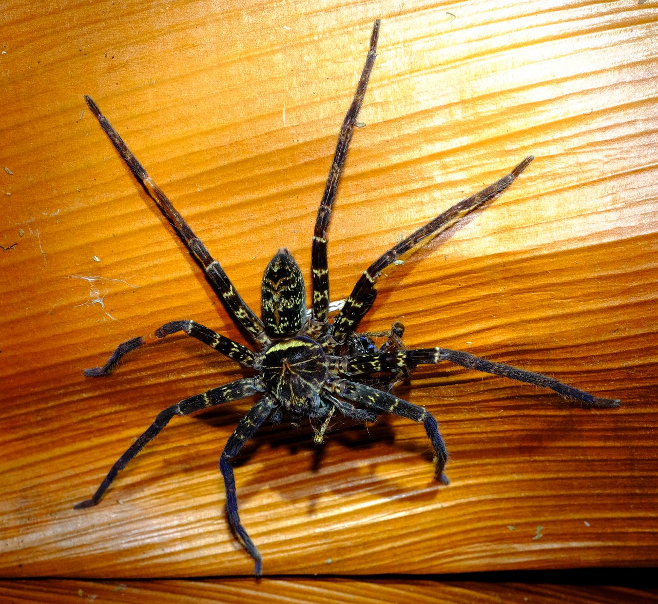 Black-Jaw Huntsman Spider preys on other spider { Heteropoda-Tetrica }