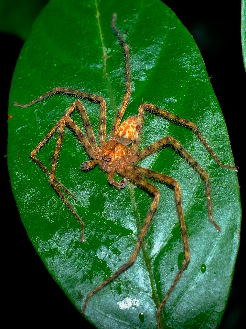 Huntsman Spider { Gnathopalystes sp }