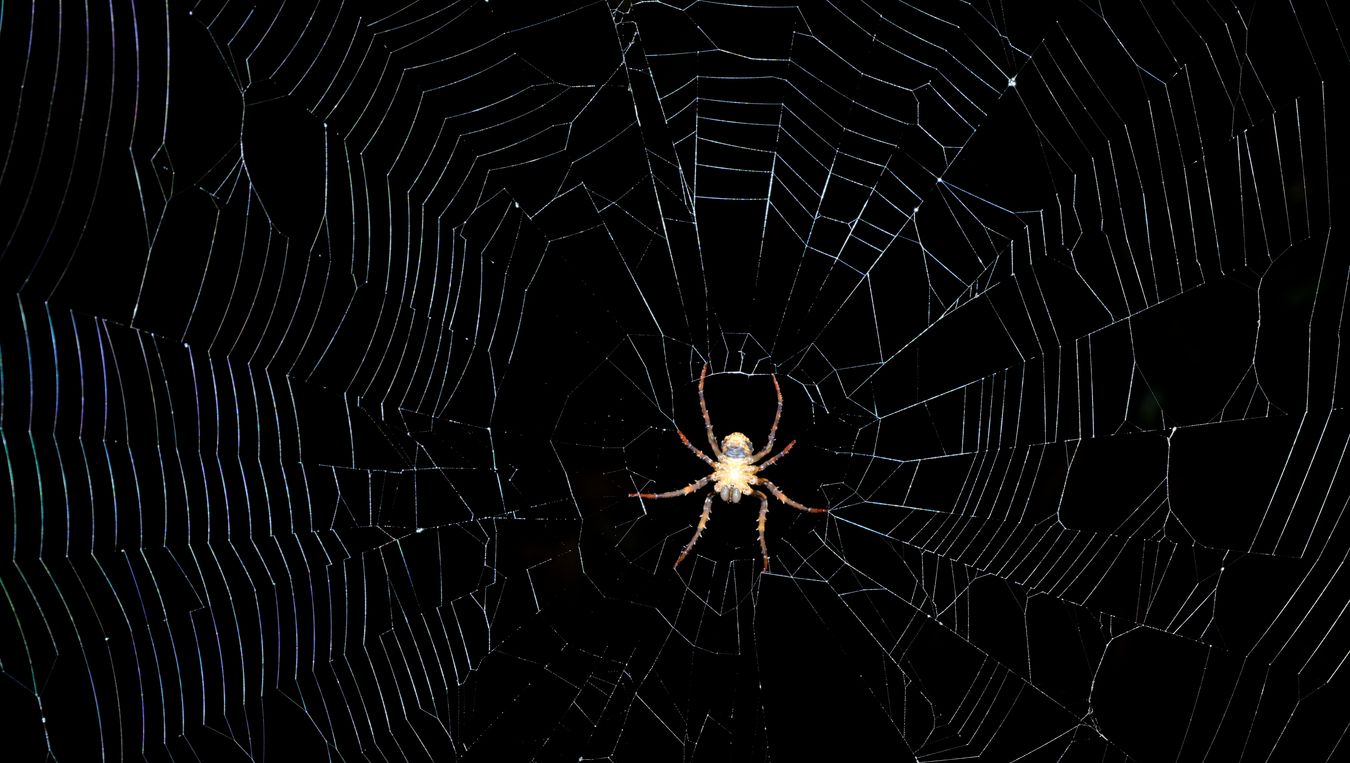 Wrap-Around Spider { Dolophones sp } in its web