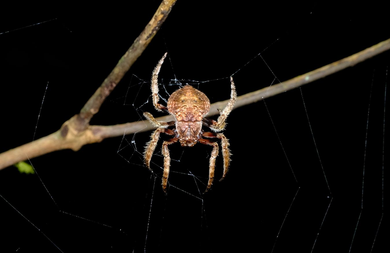 Wrap-Around Spider { Dolophones sp }