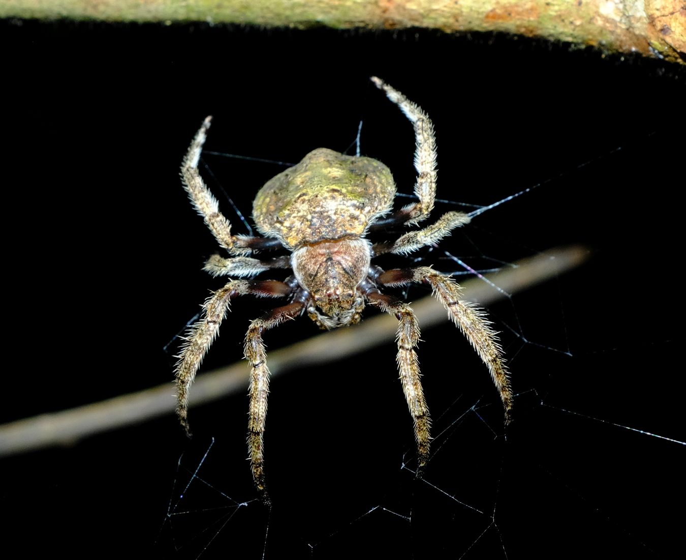 Wrap-Around Spider { Dolophones sp }