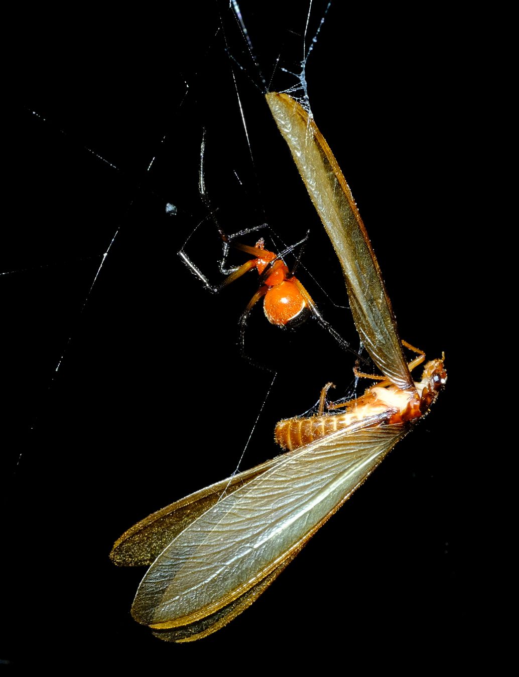 Unidentified Red & Black Spider, perhaps Argyrodes, kills and wraps with silk a winged termite that has fallen into its web