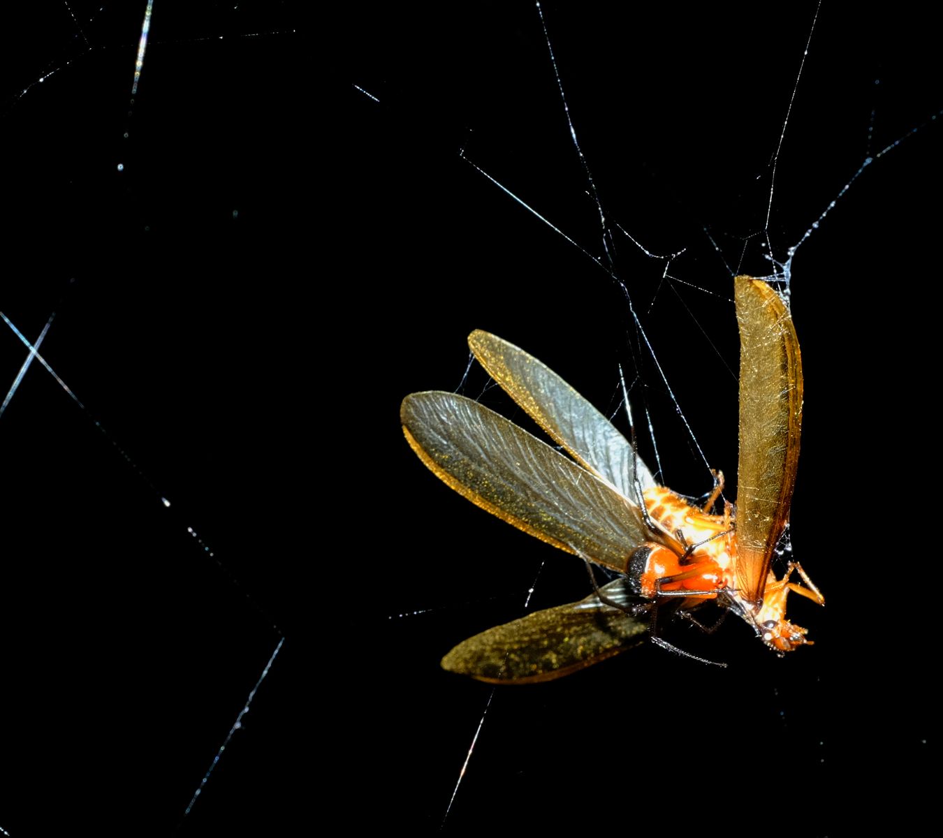 Unidentified Red & Black Spider, perhaps Argyrodes, kills and wraps with silk winged termite that has fallen into its web