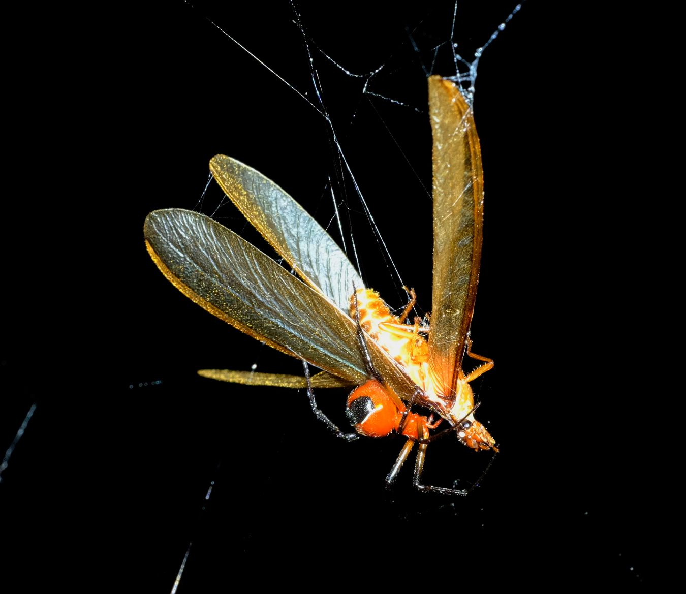 Unidentified red & Black Spider, perhaps Argyrodes, kills and wraps with silk a winged termite that has fallen into its web