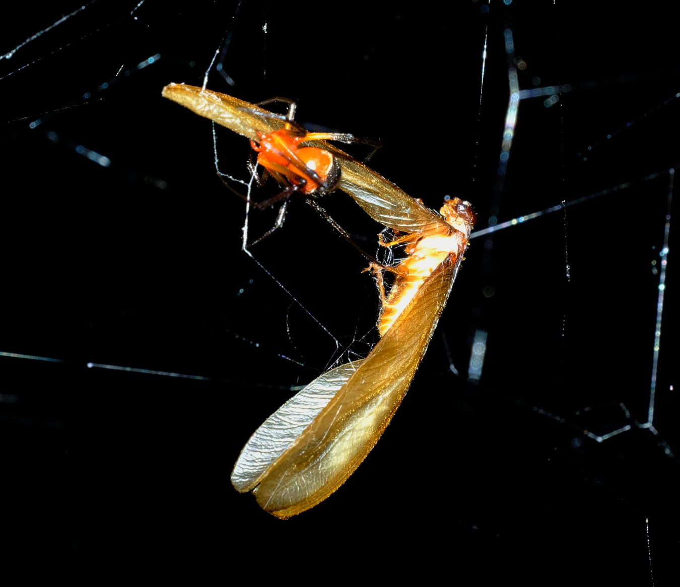 Unidentified Red & Black spider, perhaps Argyrodes, kills and wraps with silk a winged termite that has fallen into its web