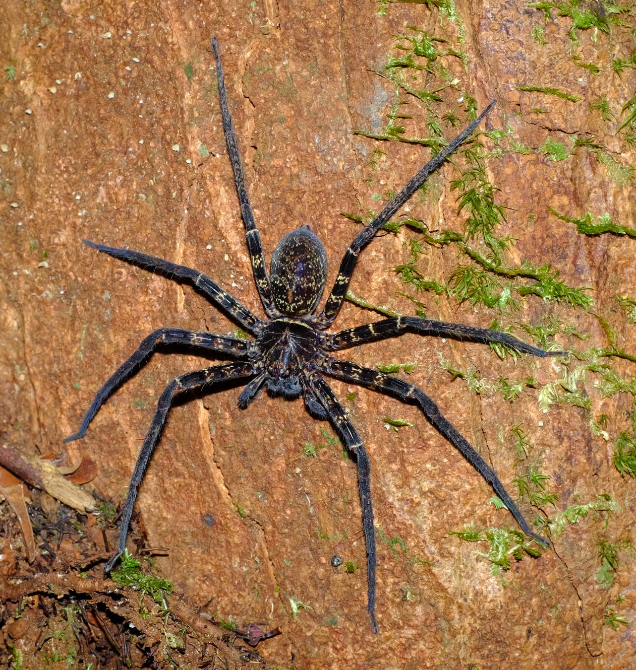 Black-Jaw Huntsman Spider { Heteropoda-Tetrica }