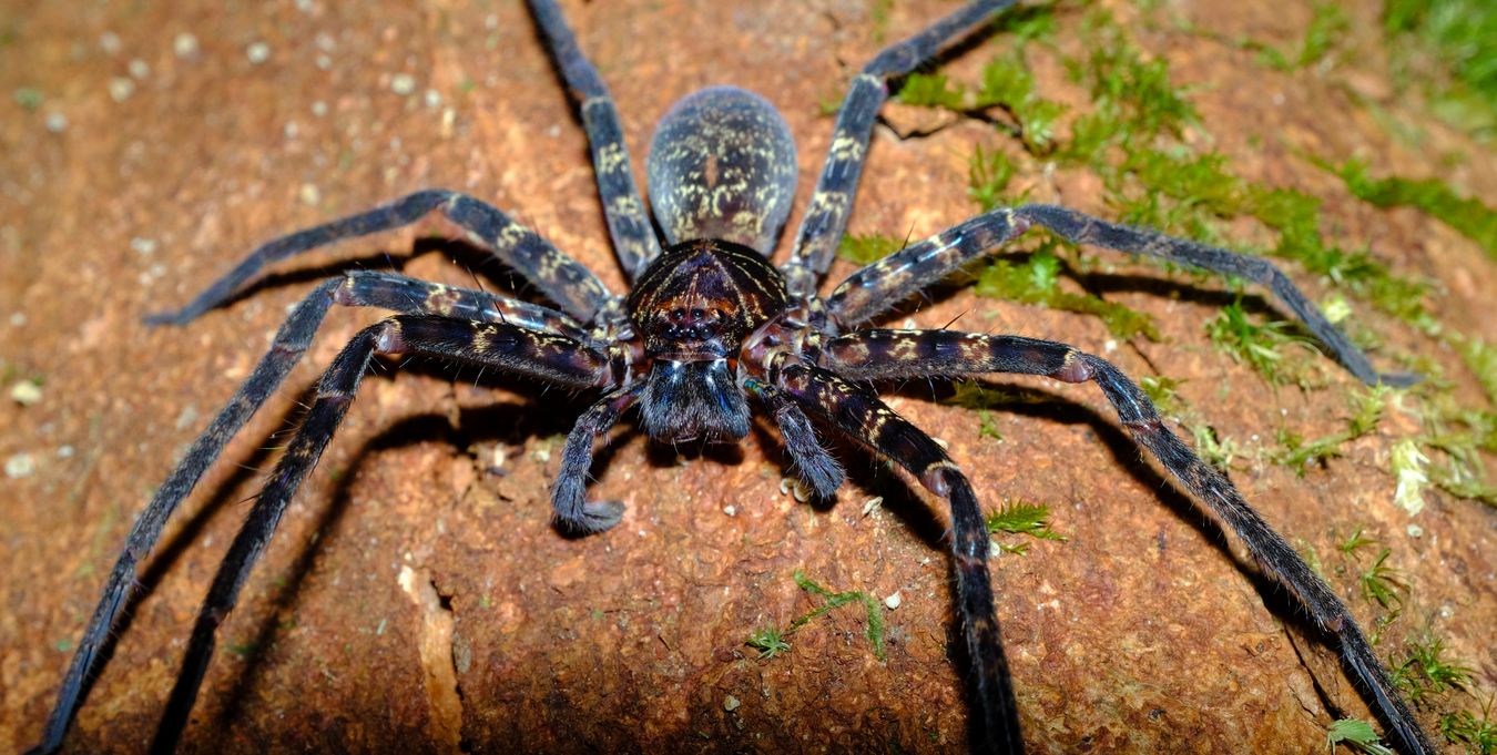 Black-Jaw Huntsman Spider { Heteropoda-Tetrica }