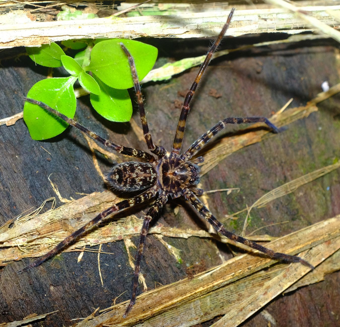 Black-Jaw Huntsman Spider { Heteropoda-Tetrica }