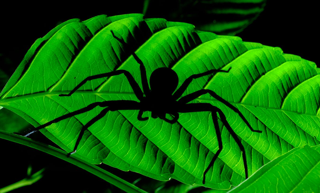 Black-Jaw Huntsman Spider { Heteropoda-Tetrica }