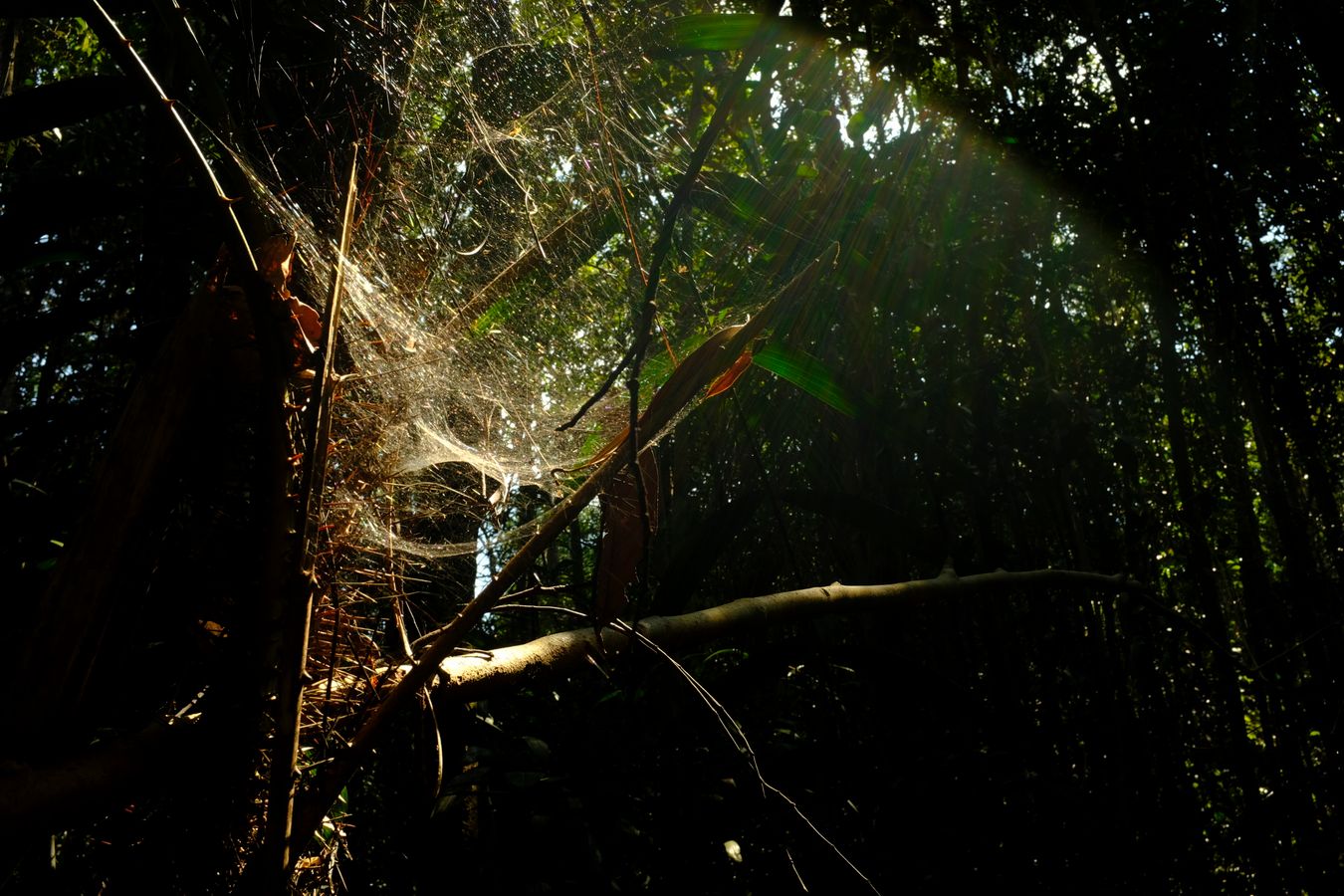 Spider Web in the Forest